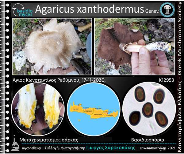 Agaricus xanthodermus Genev.