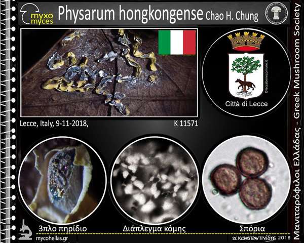 Physarum hongkongense Chao H. Chung