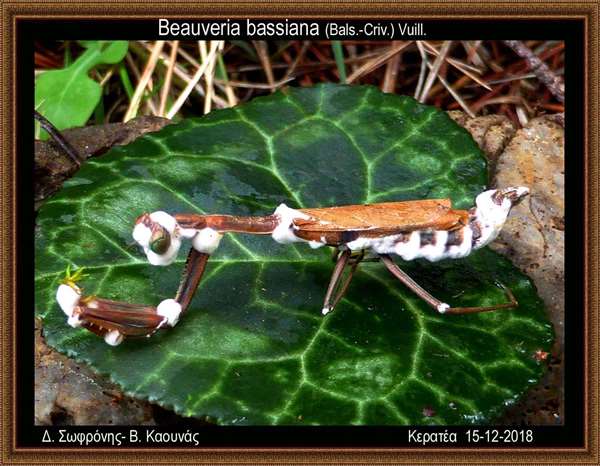 Beauveria bassiana (Bals.-Criv.) Vuill.