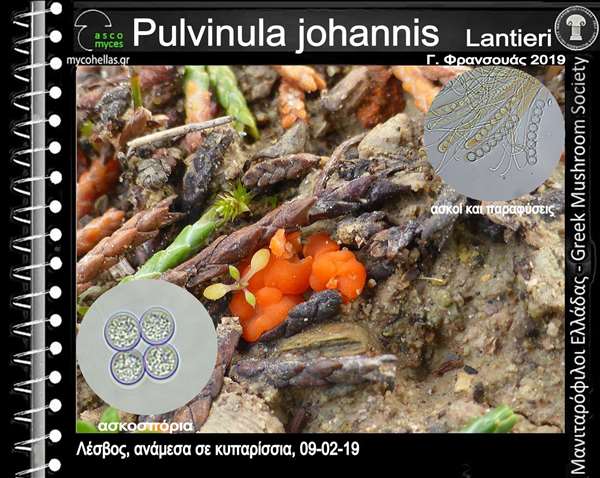 Pulvinula johannis Lantieri