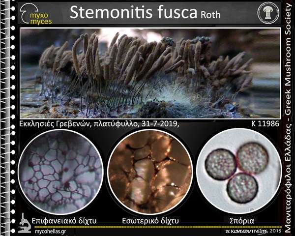 Stemonitis fusca Roth