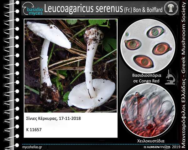 Leucoagaricus serenus (Fr.) Bon & Boiffard