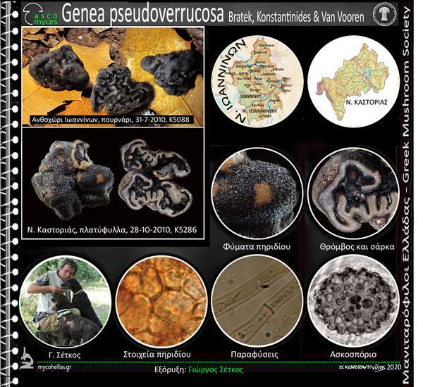 Genea pseudoverrucosa Bratek, Konstantinides & Van Vooren