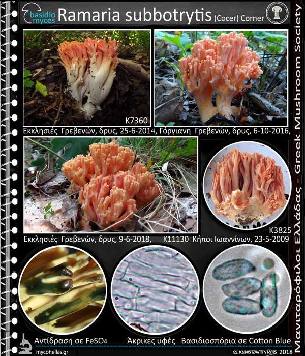 Ramaria subbotrytis (Cοcer) Cοrner