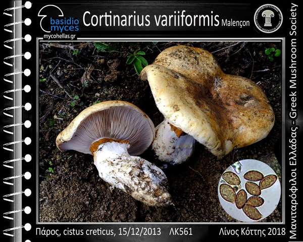 Cortinarius variiformis Malençon
