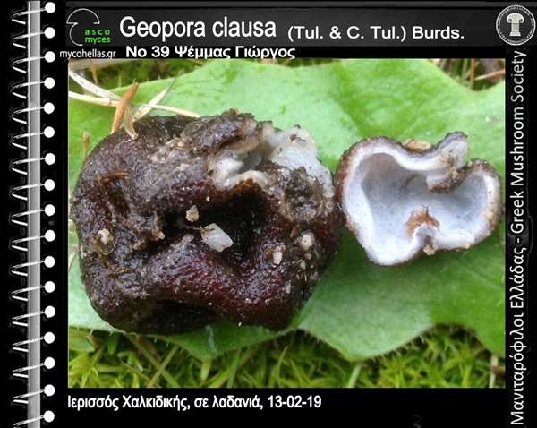 Geopora clausa (Tul. & C. Tul.) Burds