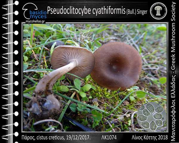 Pseudoclitocybe cyathiformis (Bull.) Singer