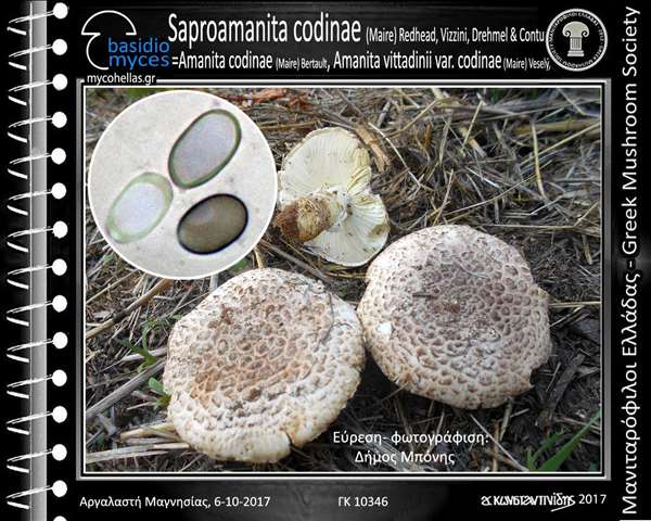Saproamanita codinae (Maire) Redhead, Vizzini, Drehmel & Contu