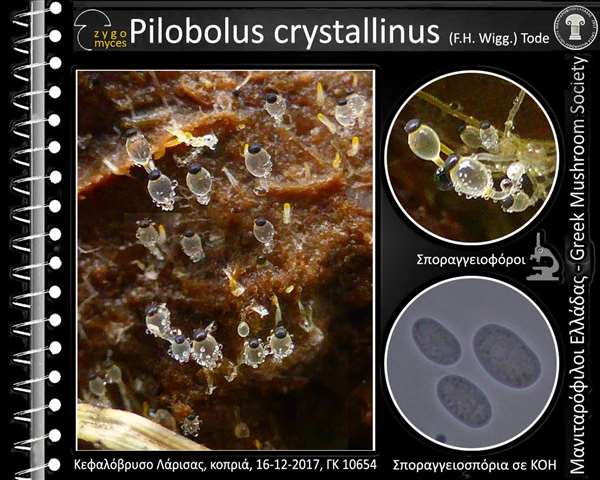 Pilobolus crystallinus (F.H. Wigg.) Tode
