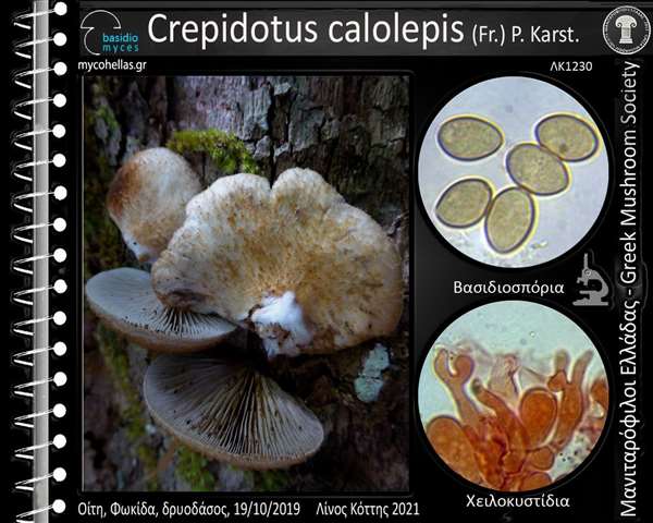 Crepidotus calolepis (Fr.) P. Karst.
