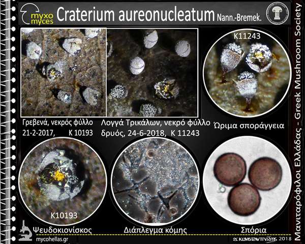 Craterium aureonucleatum Nann.-Bremek. 