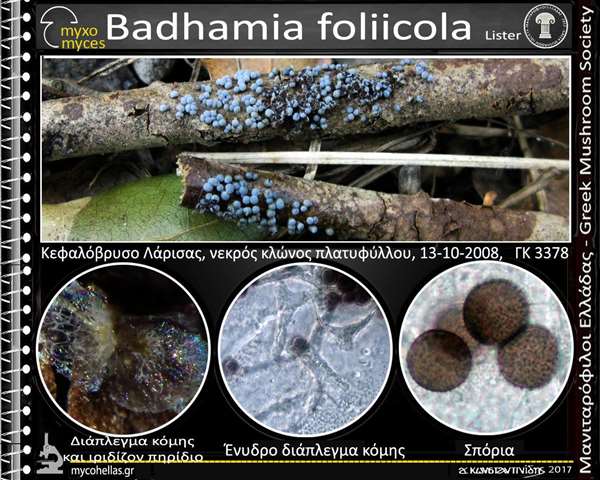 Badhamia foliicola Lister 