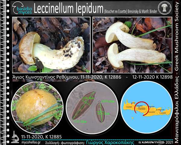 Leccinellum lepidum (Bouchet ex Essette) Bresinsky & Manfr. Binder