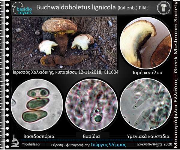 Buchwaldoboletus lignicola (Kallenb.) Pilát 