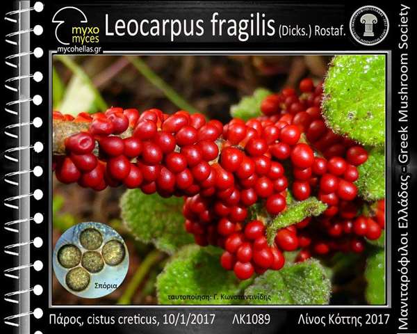 Leοcarpus fragilis (Dicks.) Rοstaf. 