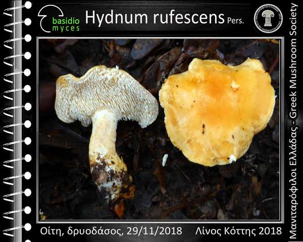 Hydnum rufescens Pers.
