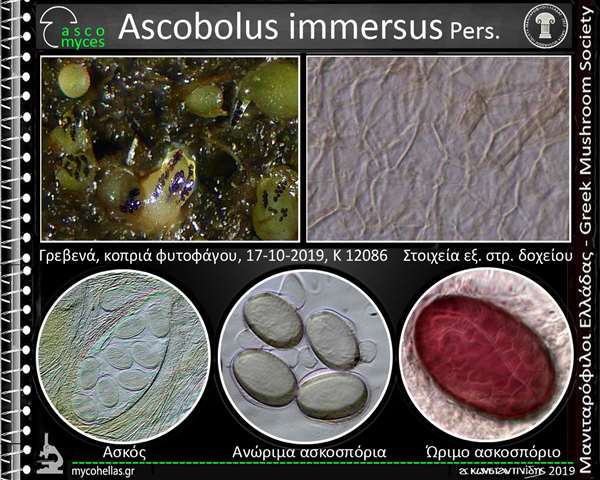 scobolus immersus Pers. 