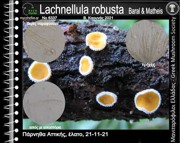 Lachnellula robusta Baral & Matheis