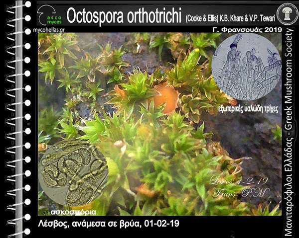 Octospora orthotrichi (Cooke & Ellis) K.B. Khare & V.P. Tewari