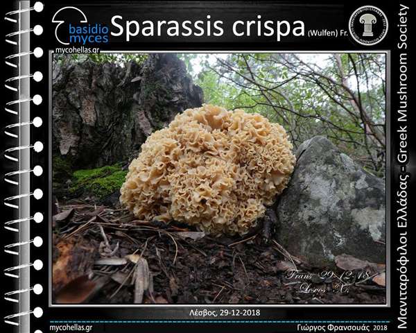 Sparassis crispa (Wulfen) Fr. 