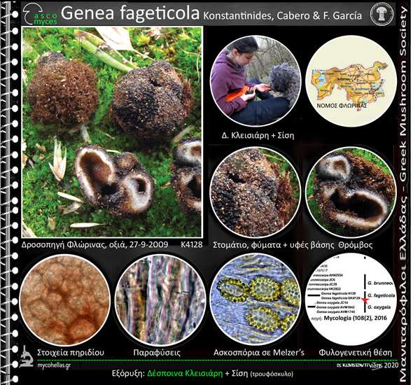 Genea fageticola Konstantinides, Cabero & F. García