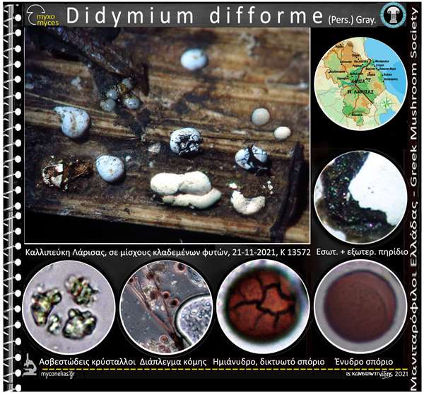 Didymium difforme (Pers.) Gray. 