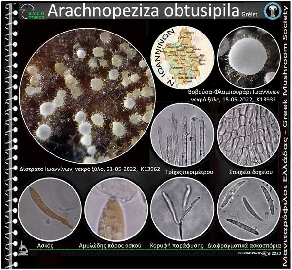 Arachnopeziza obtusipila Grélet 