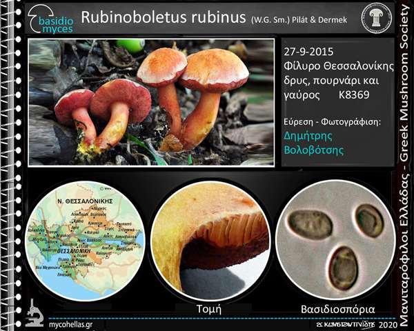 Rubinoboletus rubinus (W.G. Sm.) Pilát & Dermek 