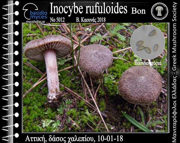 Inocybe rufuloides Bon 