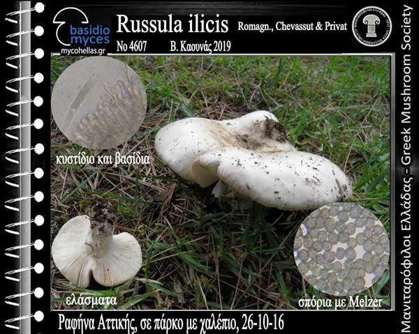Russula ilicis Romagn., Chevassut & Privat 