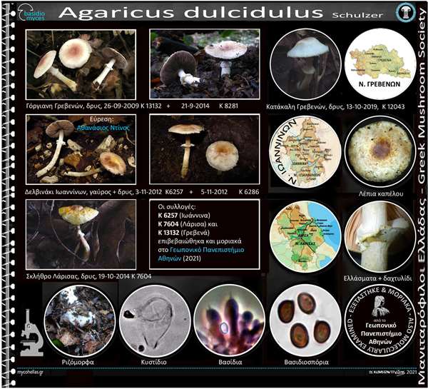Agaricus dulcidulus Schulzer