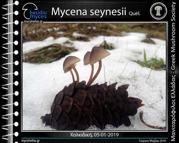 Mycena seynesii Quél. 