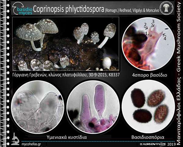 Coprinopsis phlyctidospora (Romagn.) Redhead, Vilgalys & Moncalvo