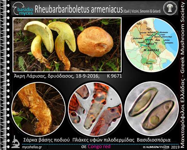 Rheubarbariboletus armeniacus (Quél.) Vizzini, Simonini & Ge