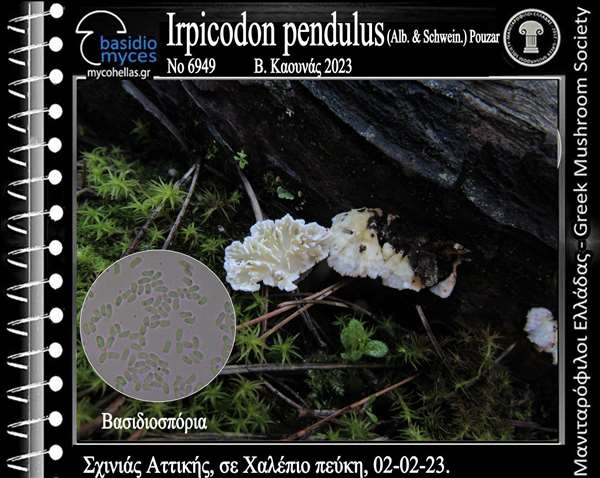 Irpicodon pendulus (Alb. & Schwein.) Pouzar 