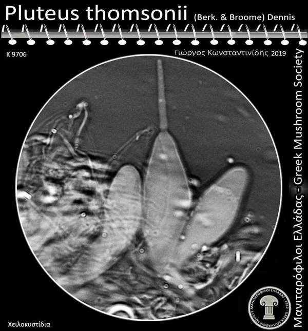 Pluteus thomsonii (Berk. & Broome) Dennis