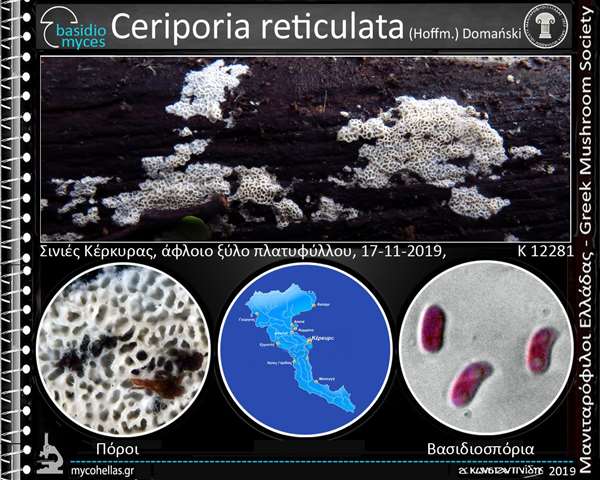 Ceriporia reticulata (Hoffm.) Domański 