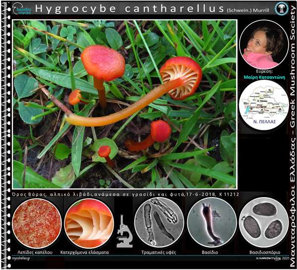 Hygrocybe cantharellus (Schwein.) Murrill 