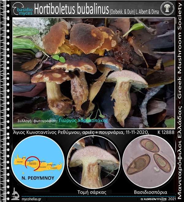 Hortiboletus bubalinus (Oolbekk. & Duin) L. Albert & Dima 