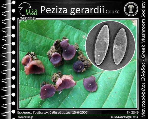 Peziza gerardii Cooke 