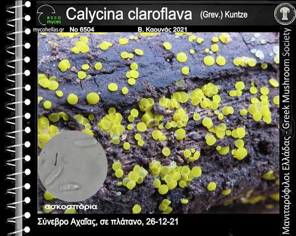 Calycina claroflava (Grev.) Kuntze