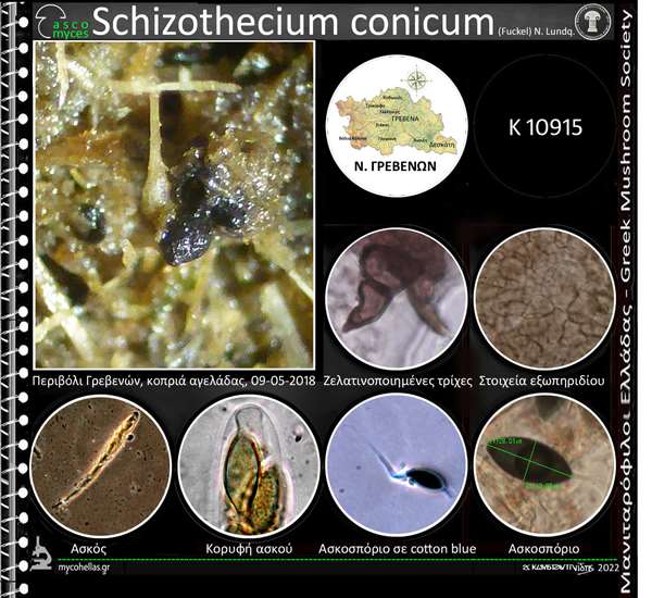 Neoschizothecium conicum (Fuckel) S.K. Huang & K.D. Hyde