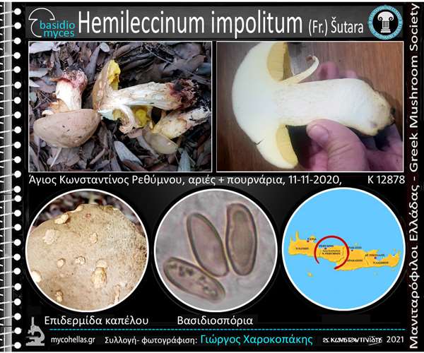Hemileccinum impolitum (Fr.) Šutara 
