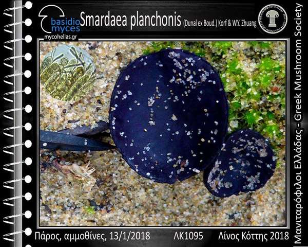 Smardaea planchonis (Dunal ex Boud.) Korf & W.Y. Zhuang