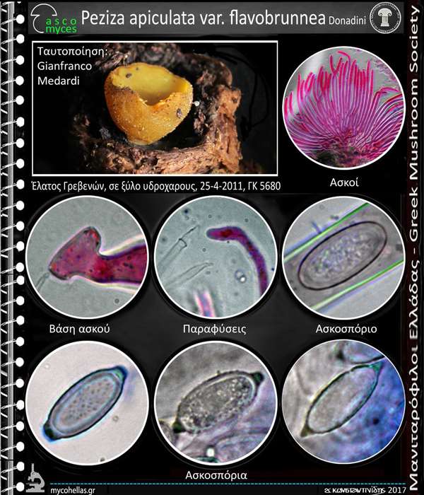 Peziza apiculata var. flavobrunnea Donadini 