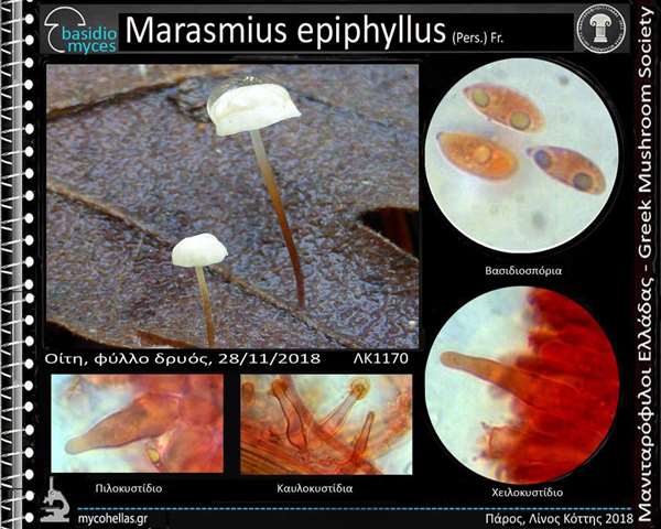 Marasmius epiphyllus (Pers.) Fr.