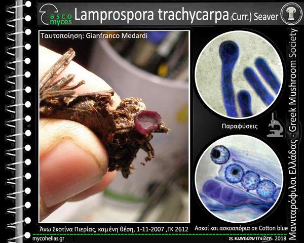 Lamprospora trachycarpa (Curr.) Seaver