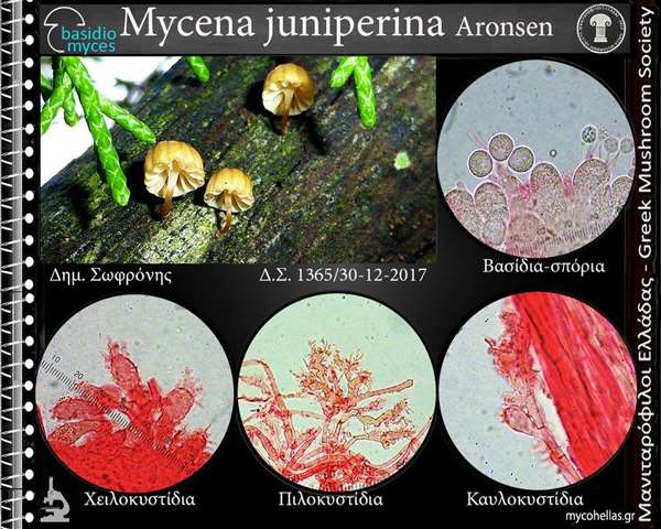 Mycena juniperina Aronsen