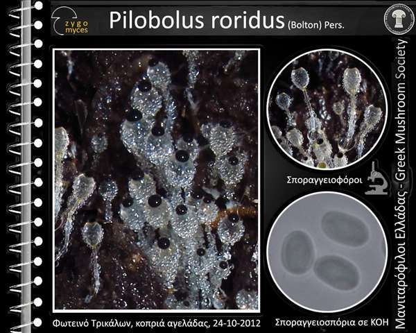 Pilobolus roridus (Bolton) Pers.