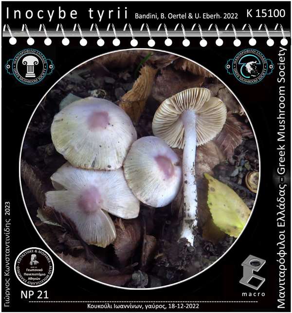 Inocybe tyrii Bandini, B. Oertel & U. Eberh.